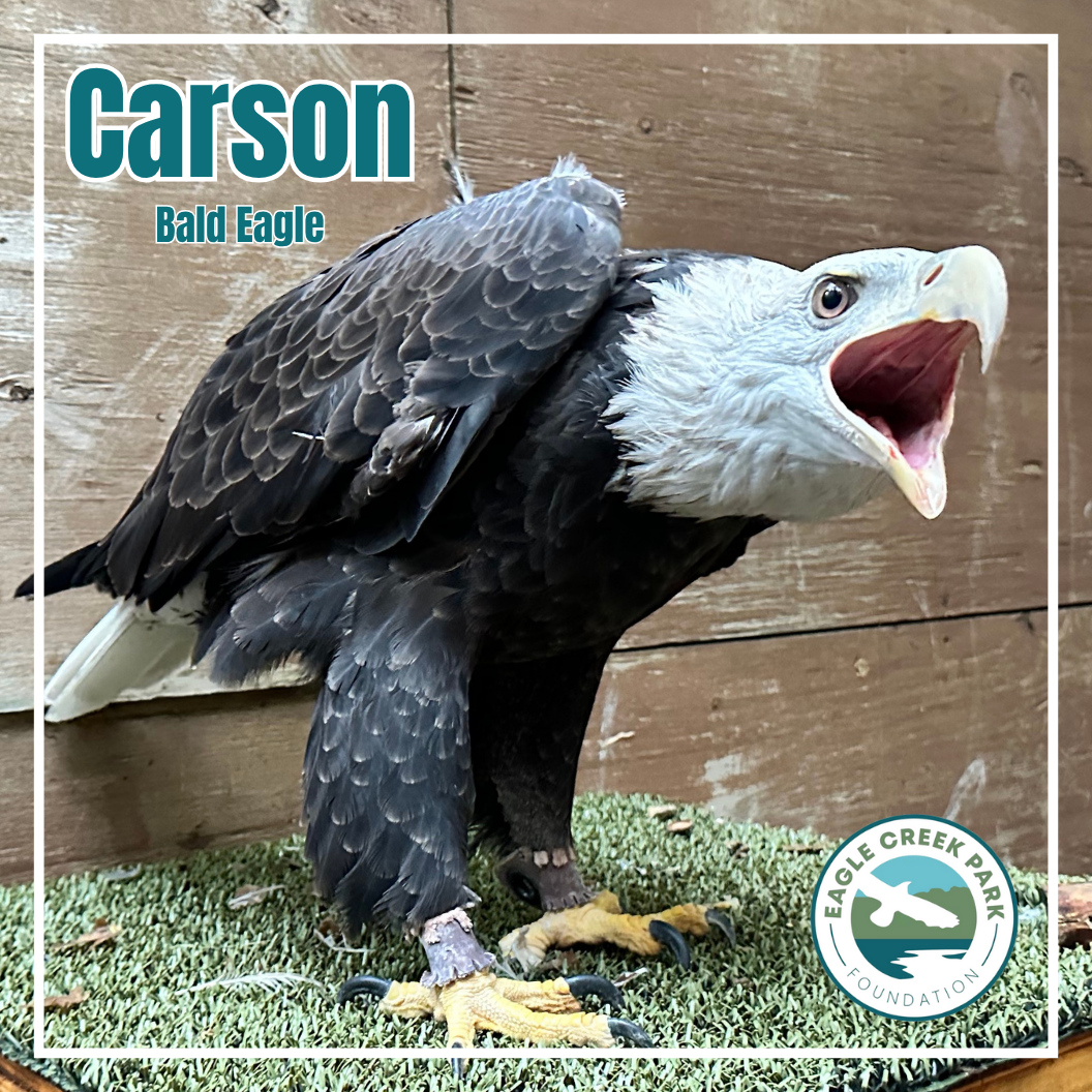 Vote for Carson