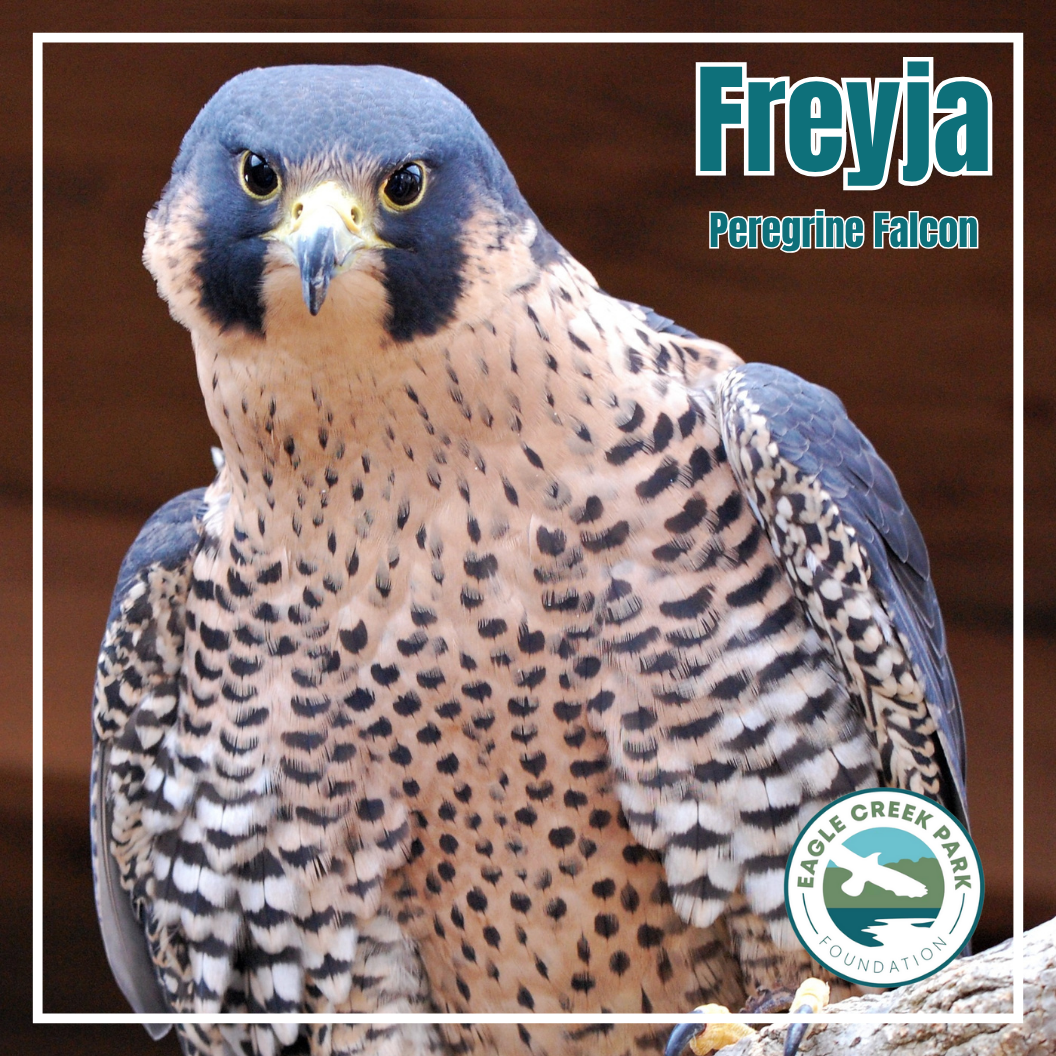 Vote for Freyja