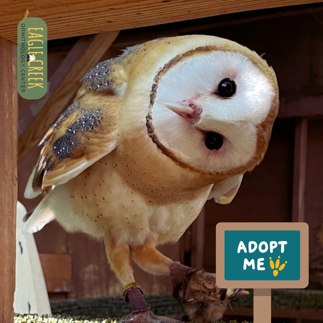 Adopt a Raptor