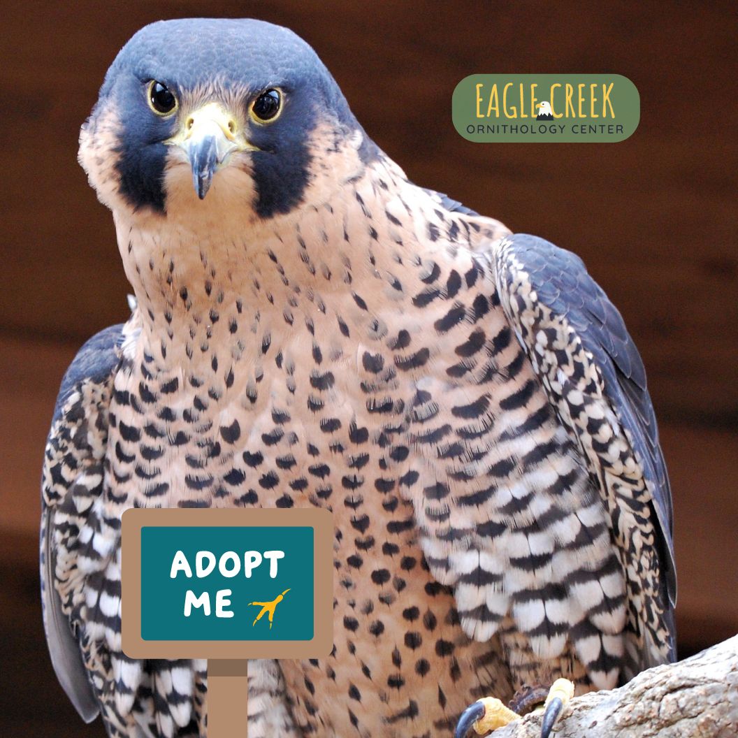 Adopt a Raptor