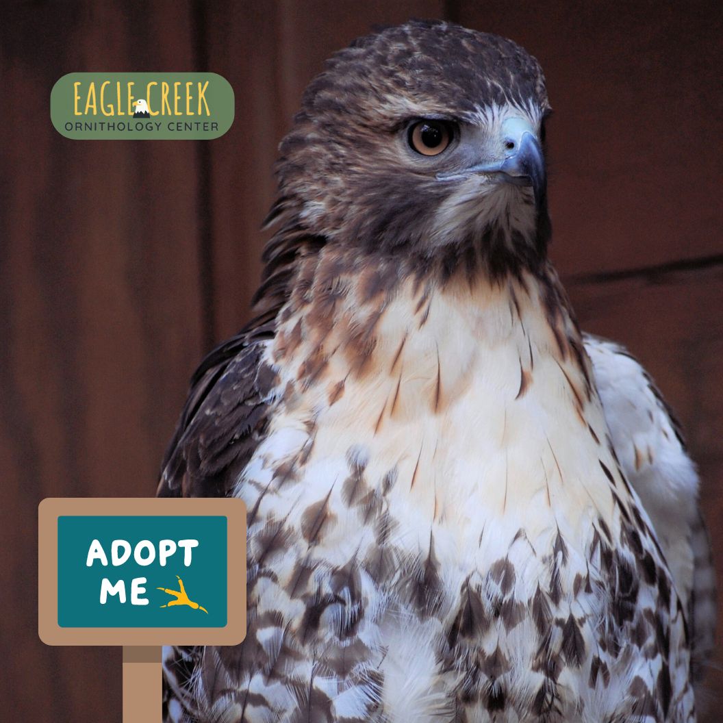 Adopt a Raptor