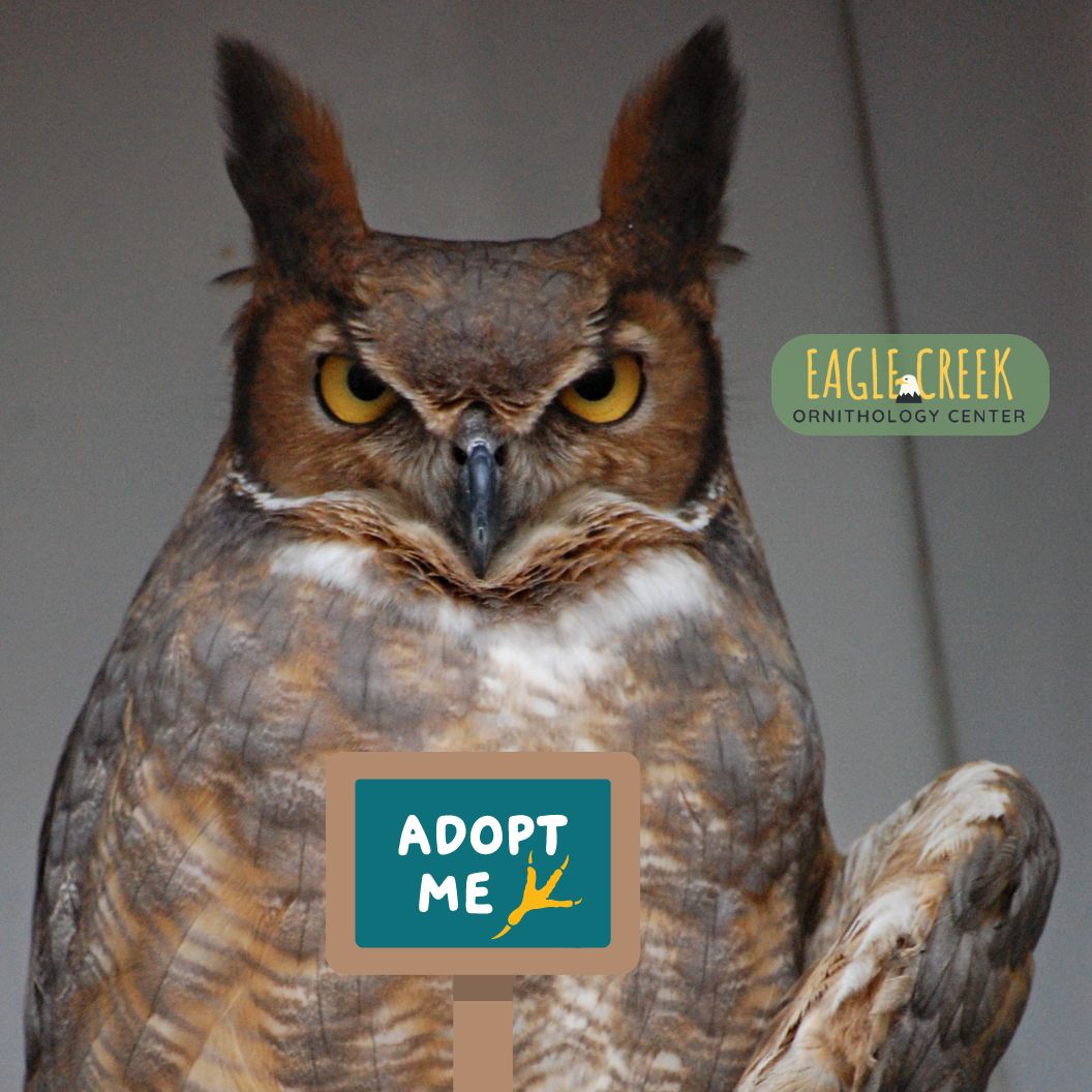 Adopt a Raptor