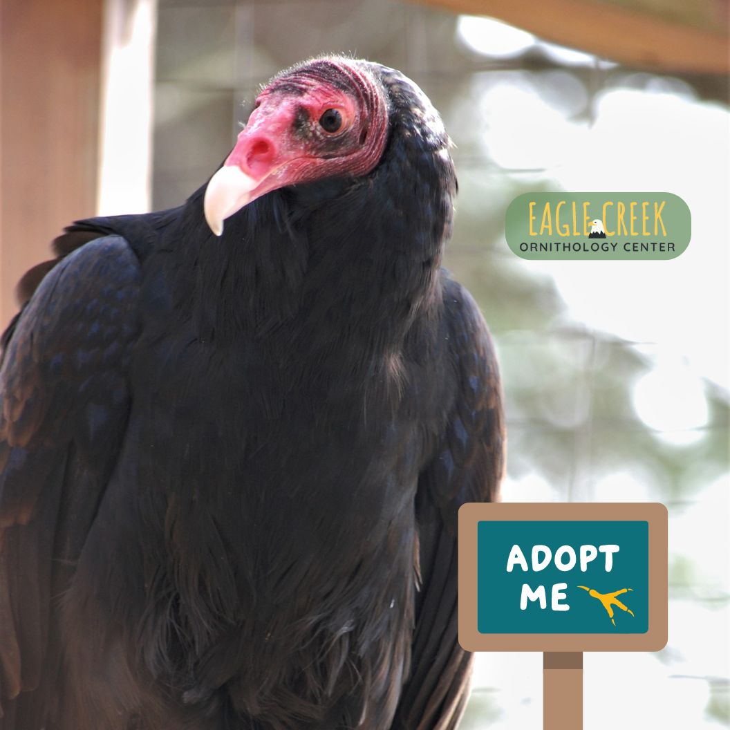 Adopt a Raptor