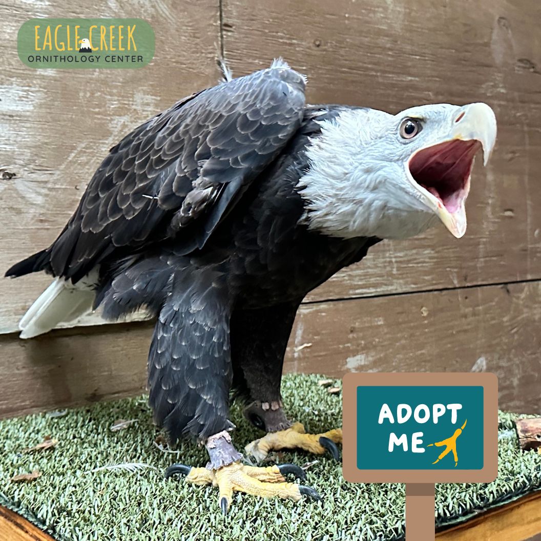 Adopt a Raptor