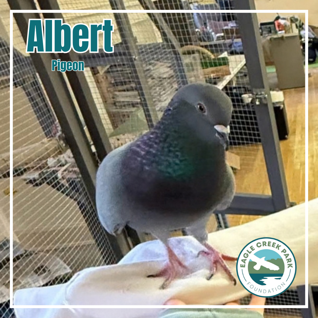Vote for Albert