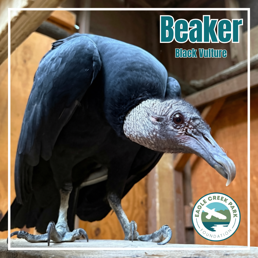 Vote for Beaker
