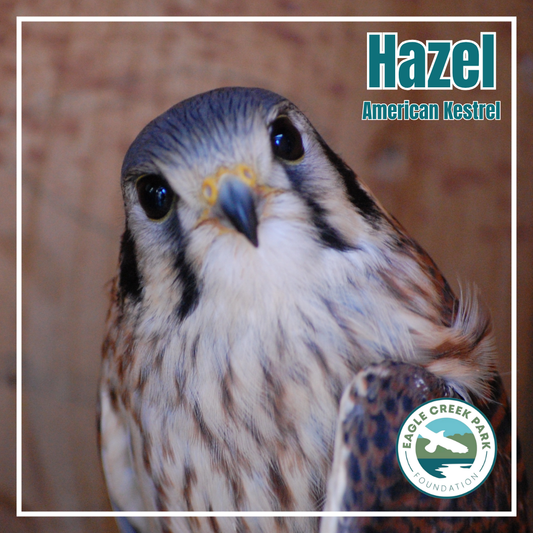 Vote for Hazel