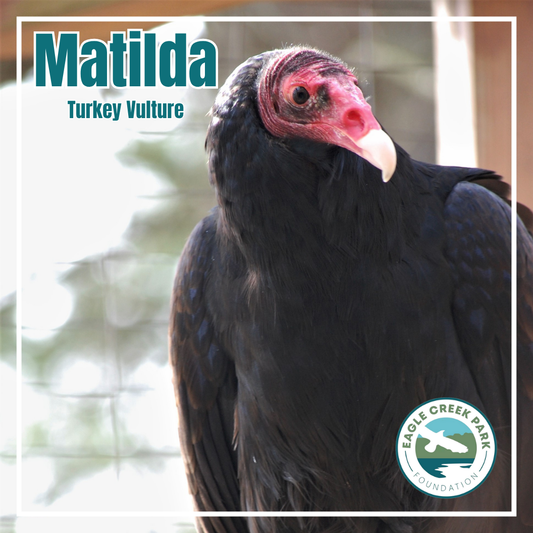 Vote for Matilda