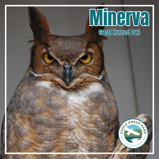Vote for Minerva