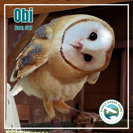 Vote for Obi